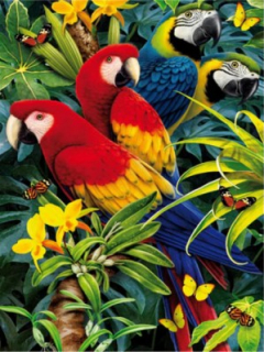 Malovanie podľa čísiel: Papagáje /M991142/